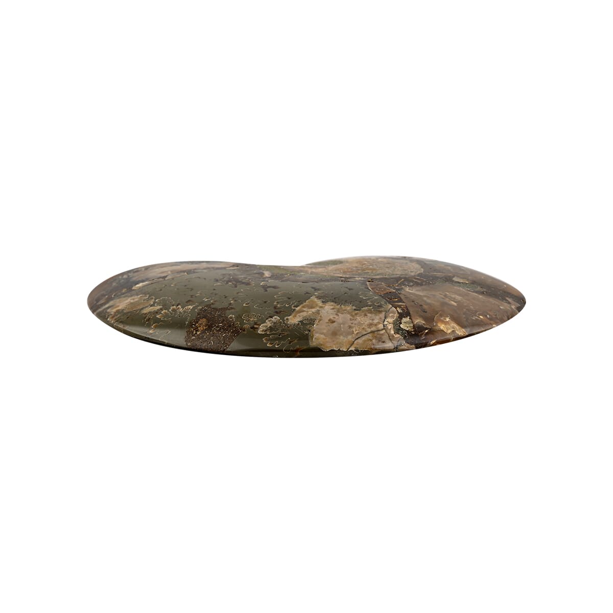 Ammonite Fossil Duo –Ancient Prehistoric Art for Your Home