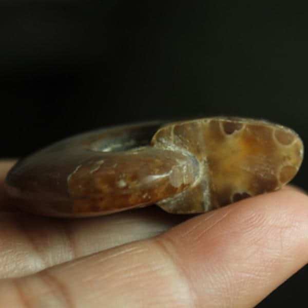 Call Of The Sea Necklace