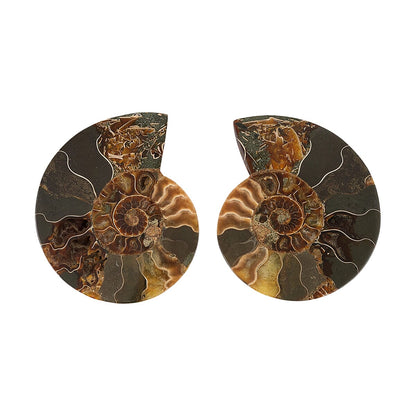Ammonite Fossil Pair - Connect with Earth's Ancient Energy