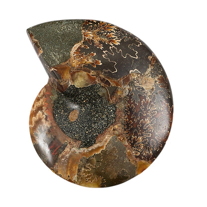 Ammonite Fossil Pair - Connect with Earth's Ancient Energy