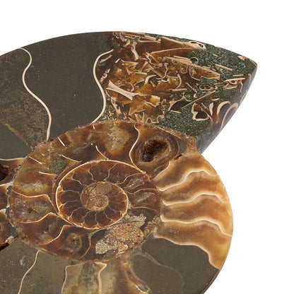 Ammonite Fossil Pair - Connect with Earth's Ancient Energy