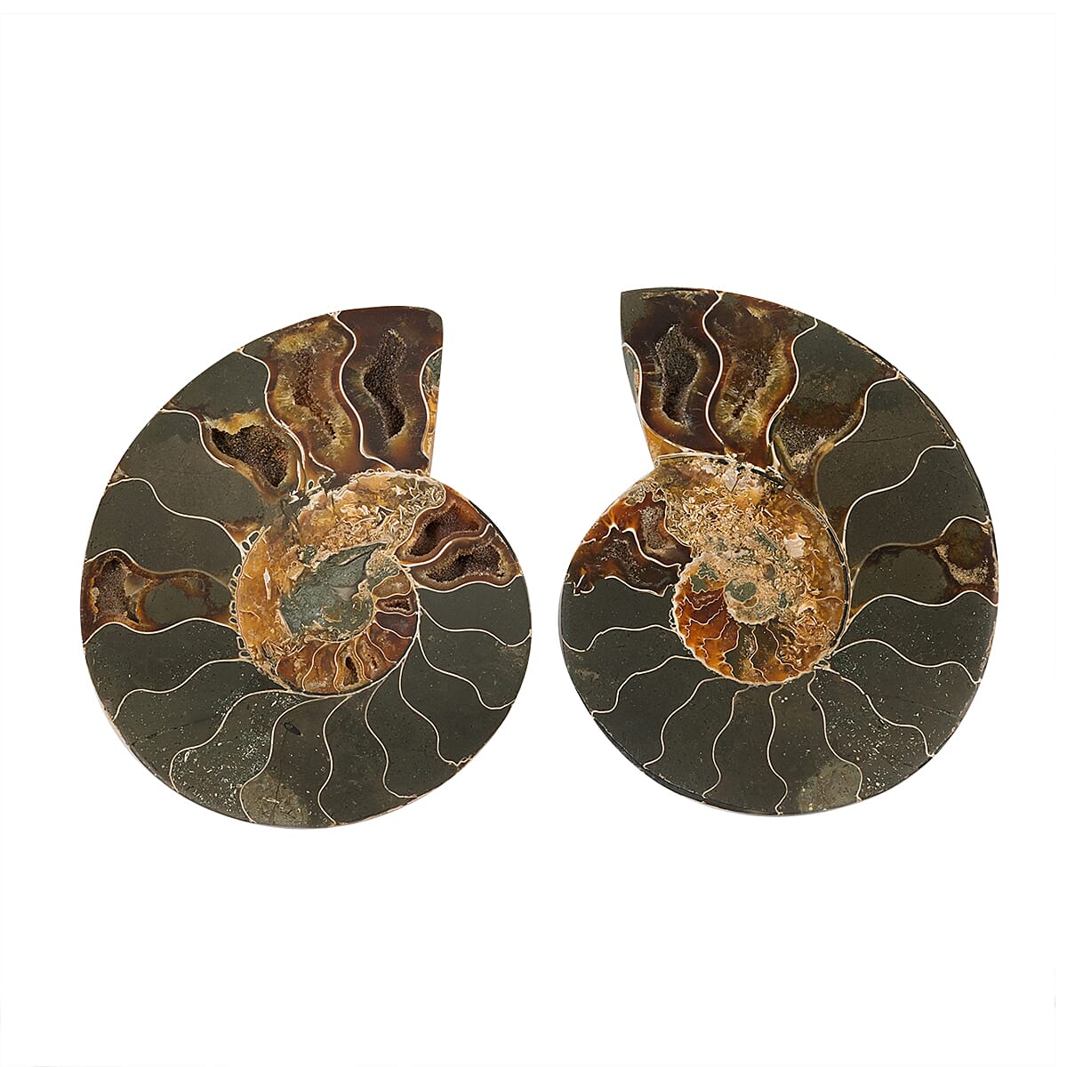 Ammonite Fossil Pair - Connect with Earth's Ancient Energy