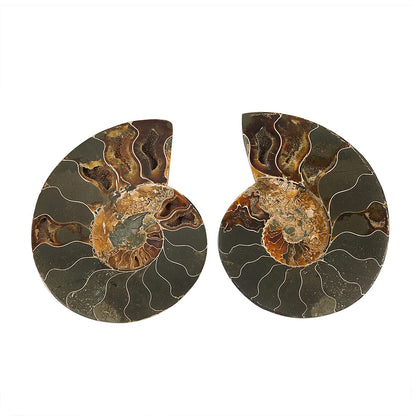 Ammonite Fossil Pair - Connect with Earth's Ancient Energy