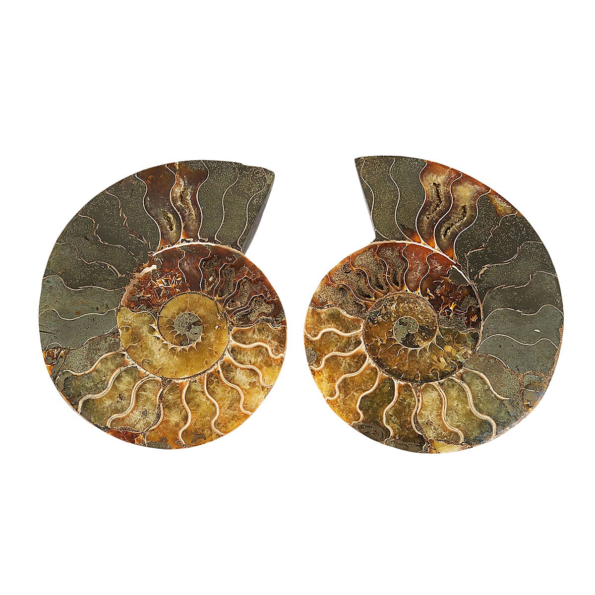 Ammonite Fossil Pair - Connect with Earth's Ancient Energy