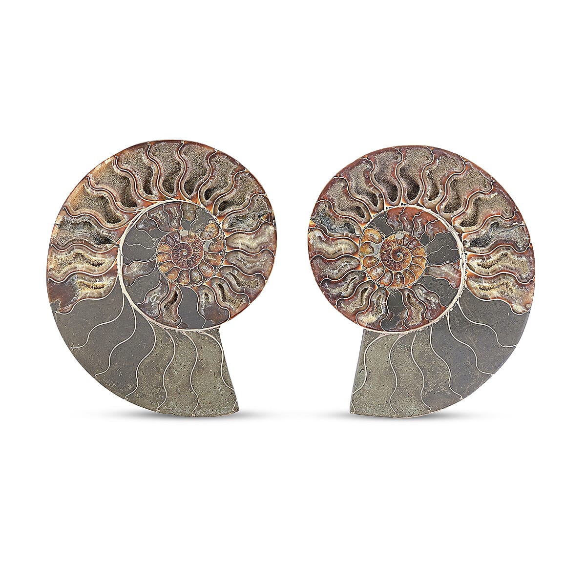 Ammonite Fossil Pair - Connect with Earth's Ancient Energy
