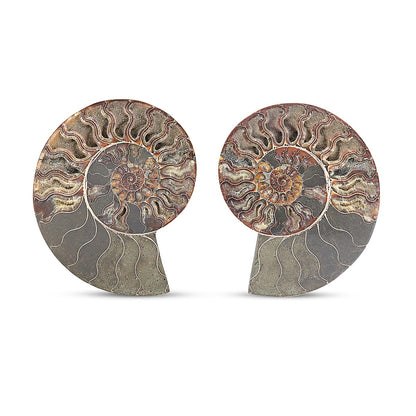Ammonite Fossil Pair - Connect with Earth's Ancient Energy
