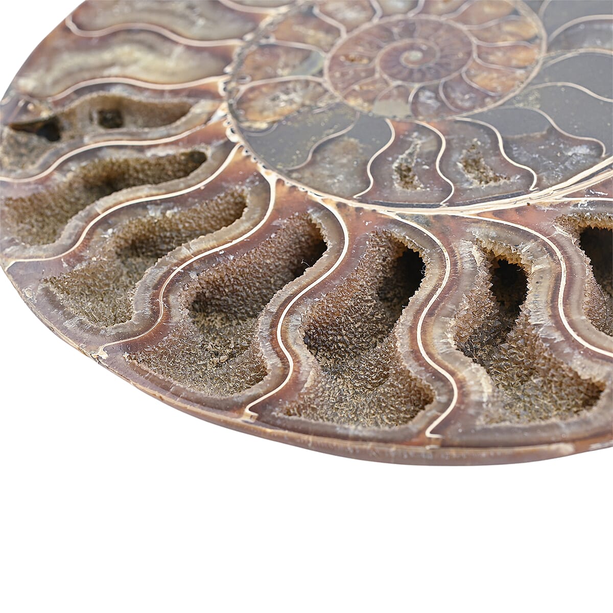 Ammonite Fossil Pair - Connect with Earth's Ancient Energy