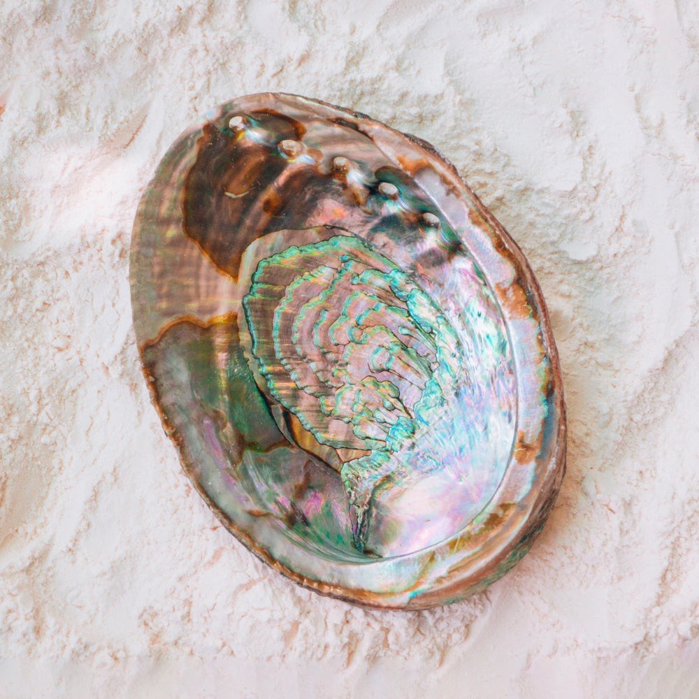 Open Green Abalone Shell