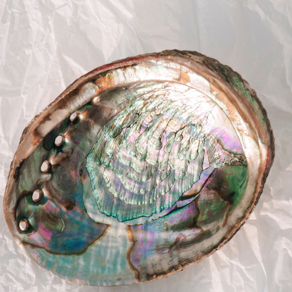Open Green Abalone Shell