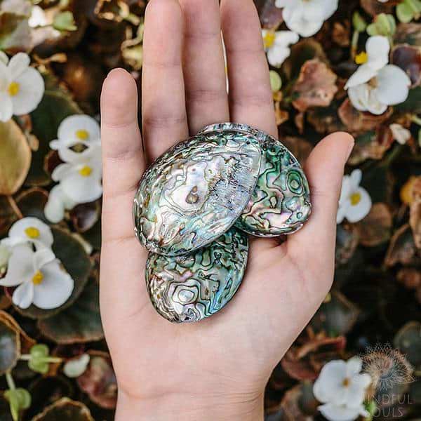 Ocean Abalone Shell