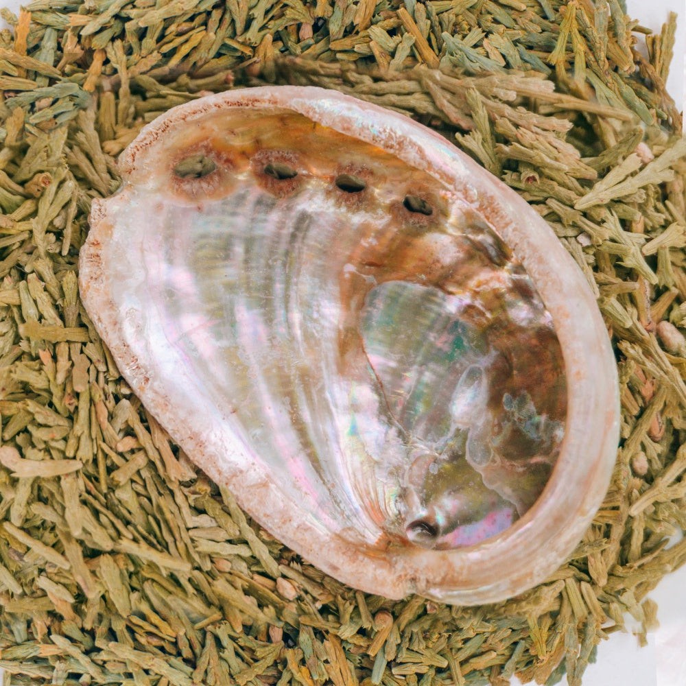 Cedar Leaves with Mini Abalone Shell