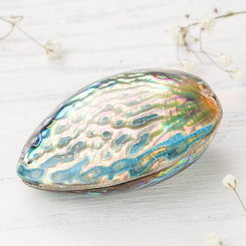 Ocean Abalone Shell – MindfulSouls